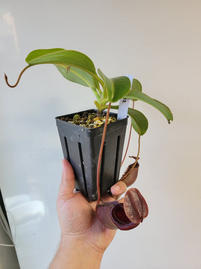 Nepenthes rajah x lowii BE