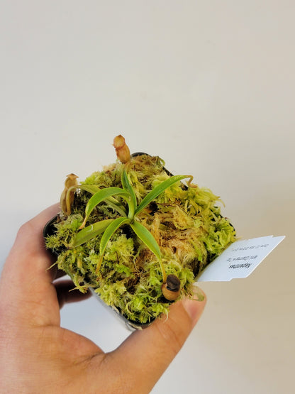 Nepenthes lamii AW