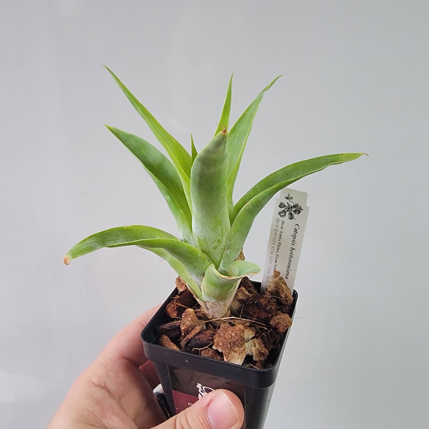 Catopsis berteroniana