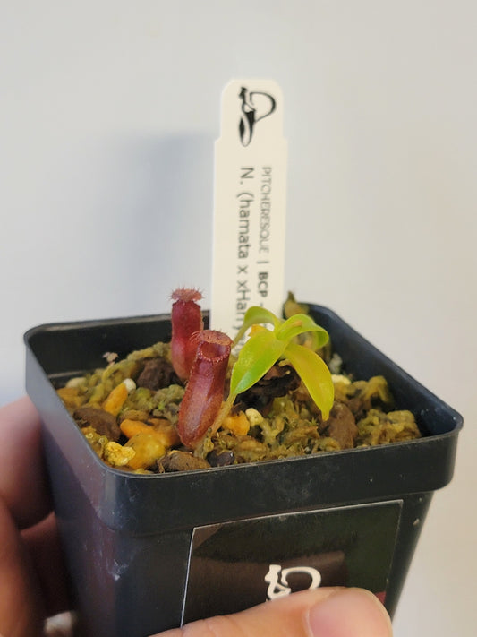 Nepenthes hamata x xHarryana BCP