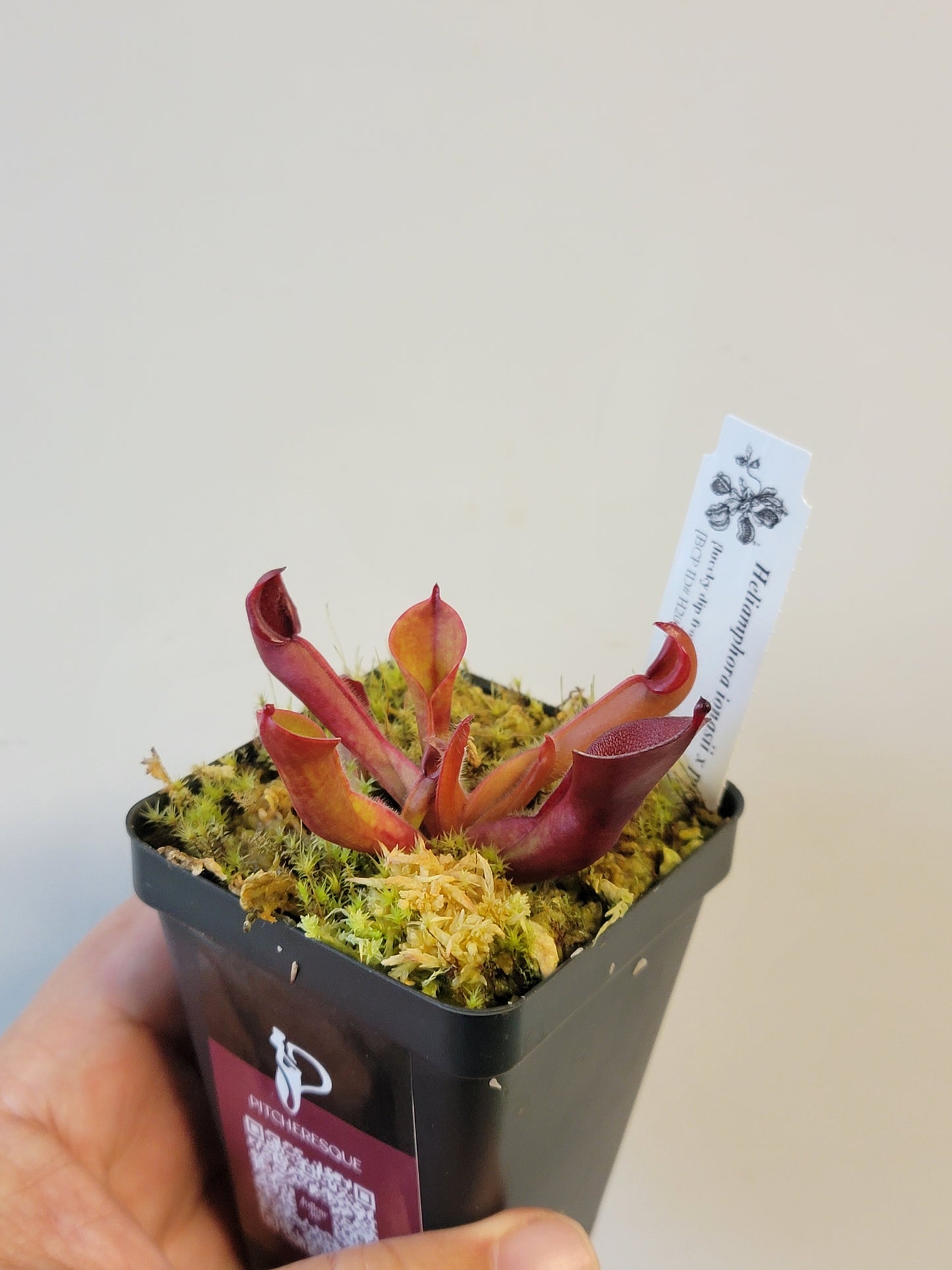 Heliamphora ionasii x pulchella BCP