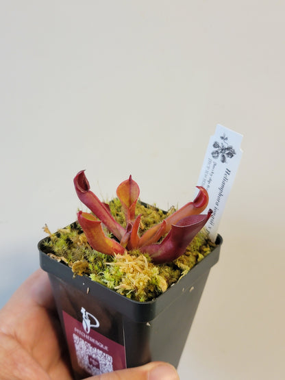Heliamphora ionasii x pulchella BCP