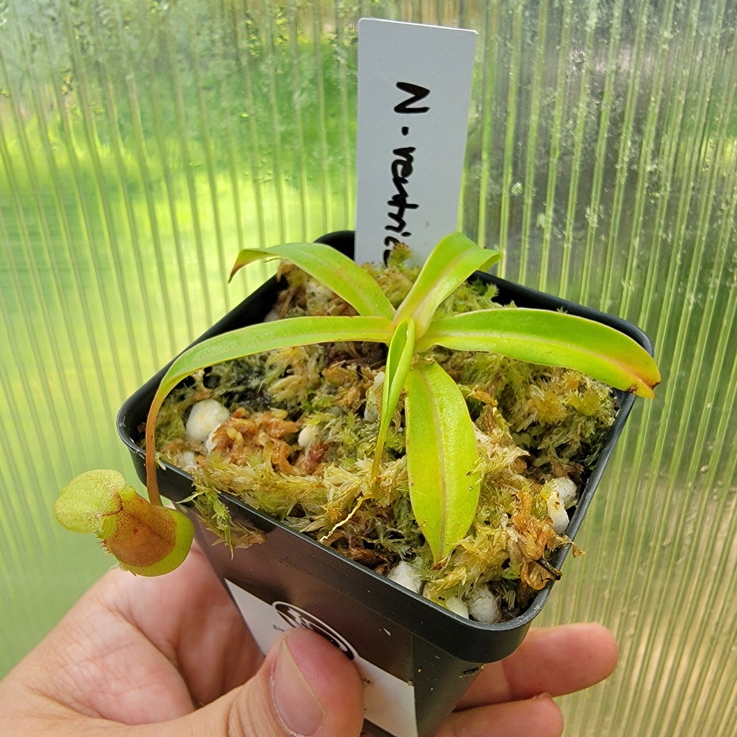 Nepenthes ventricosa BE