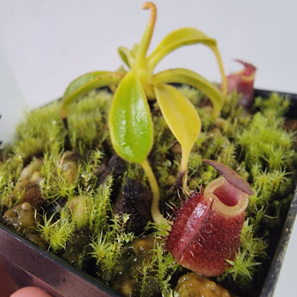 Nepenthes lowii BE *New Clone*