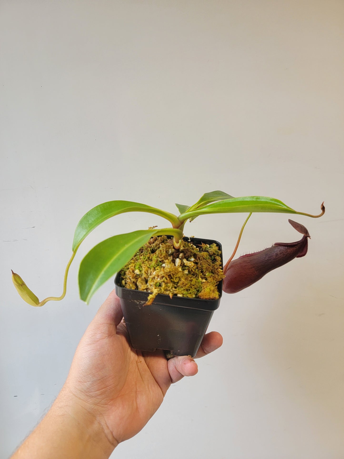 Nepenthes singalana x ventricosa x robcantleyi BE