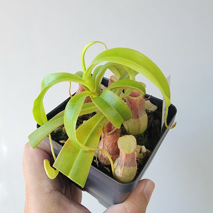 Nepenthes burkei BE *Medium*