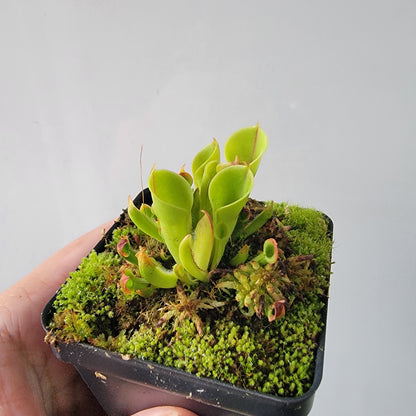 Heliamphora minor