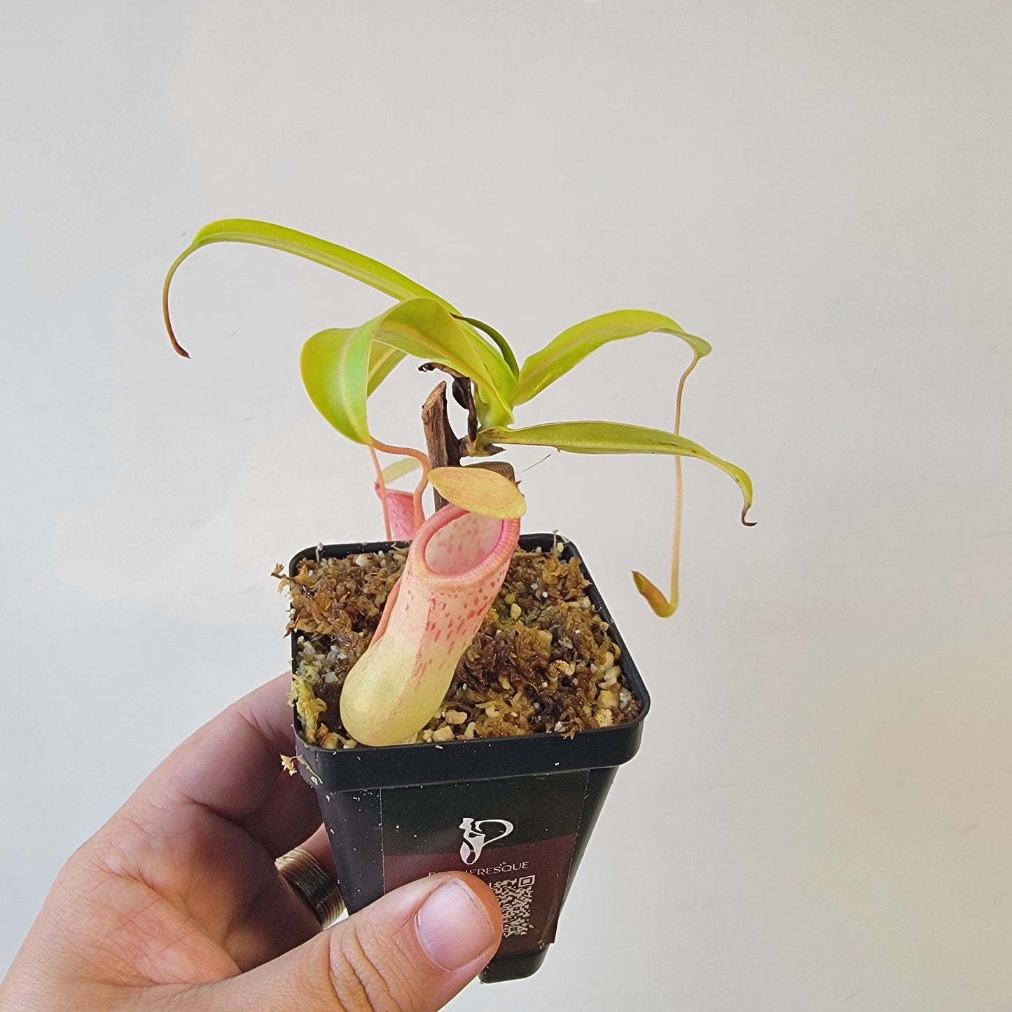 Nepenthes ventricosa 'HI clone'