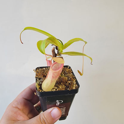 Nepenthes ventricosa 'HI clone'