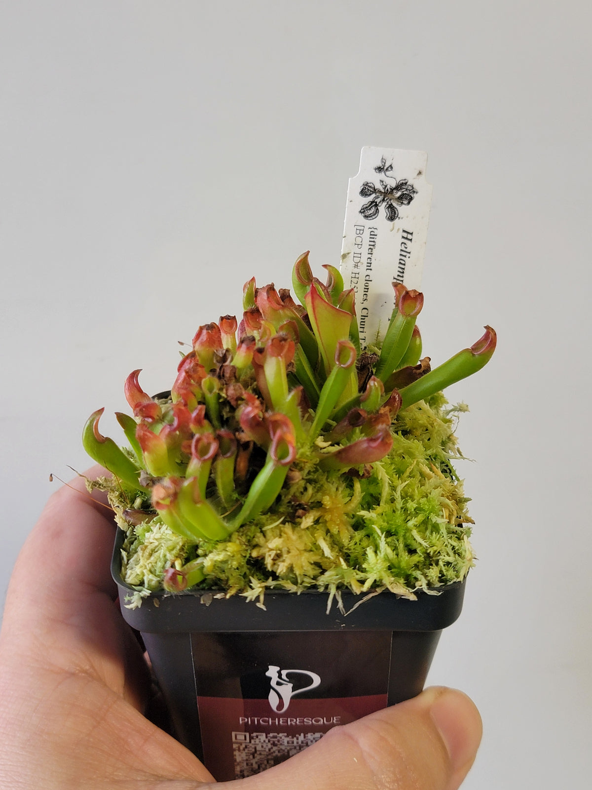 Heliamphora pulchella BCP