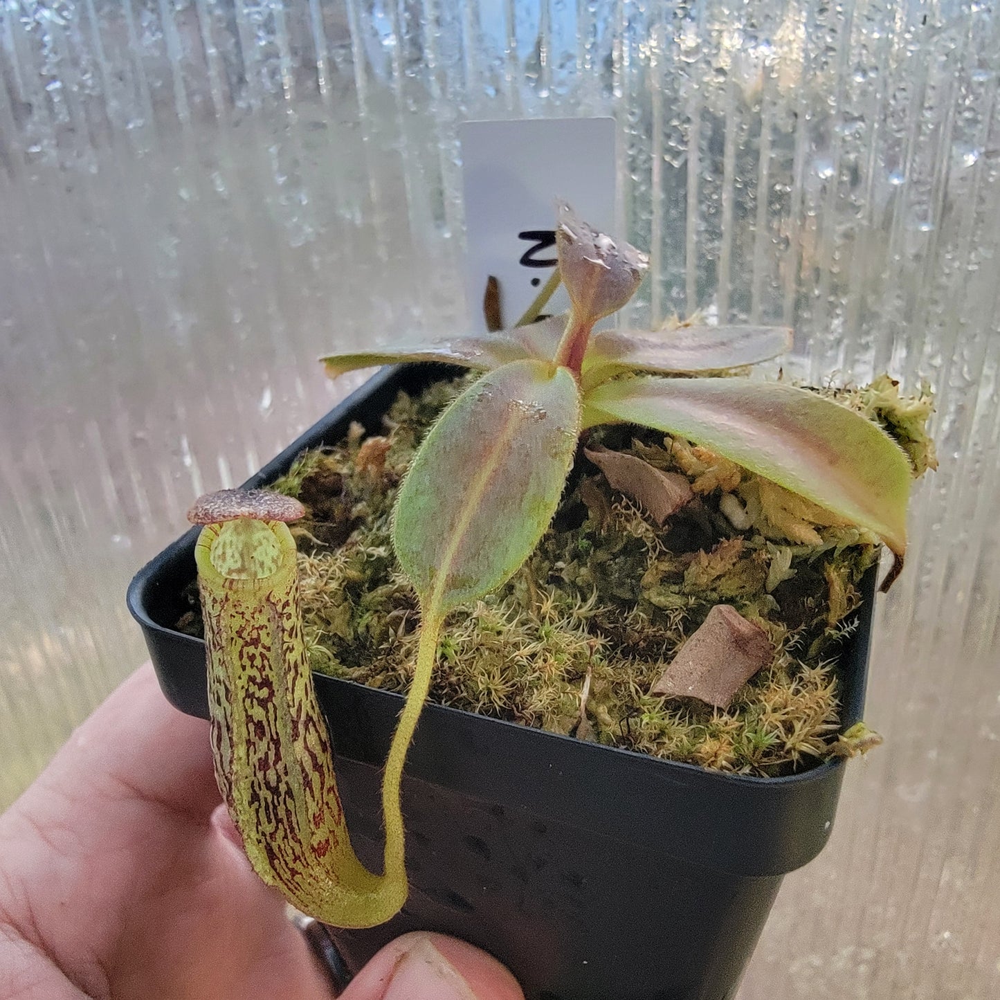 Nepenthes vogelii BE