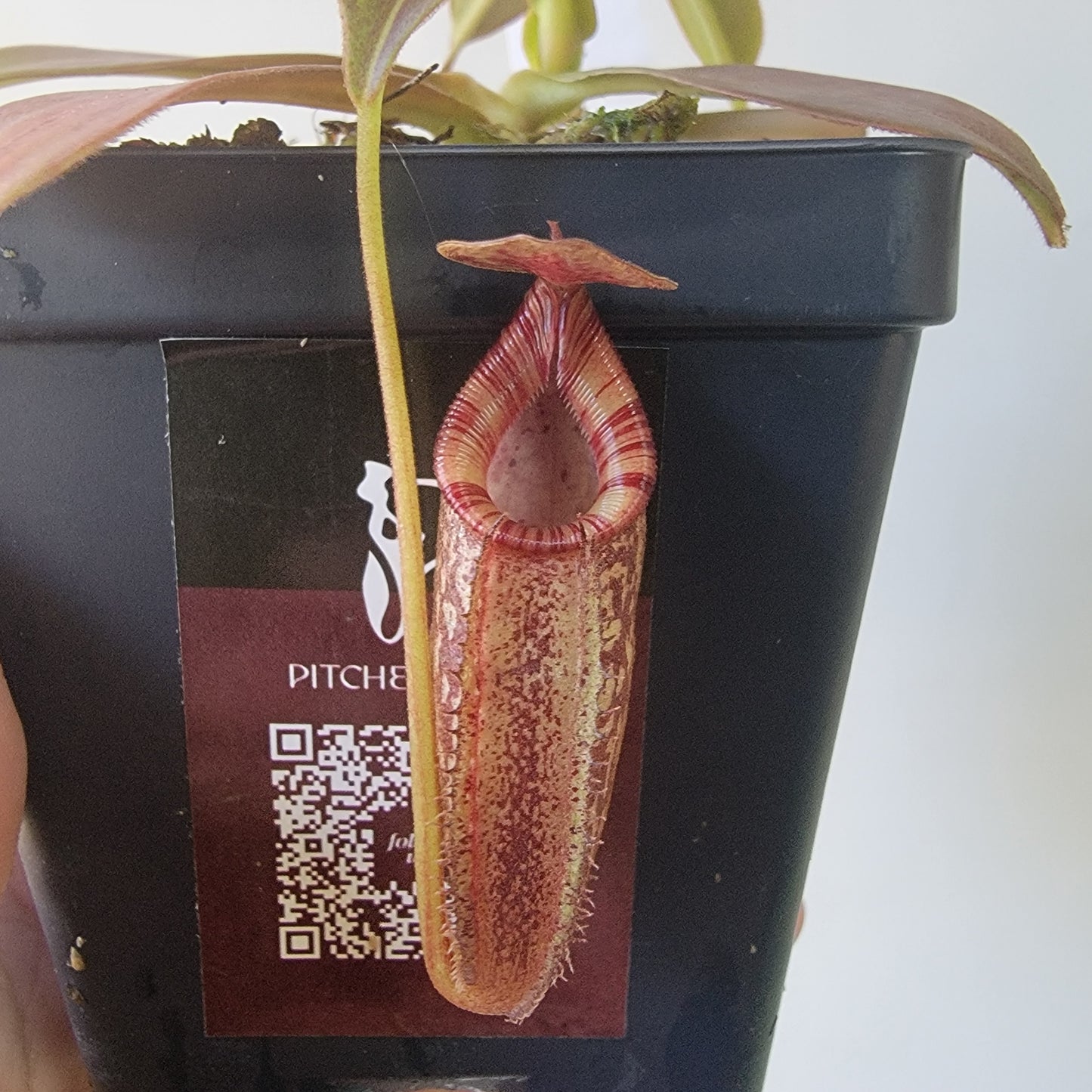 Nepenthes talangensis x spectabilis BE