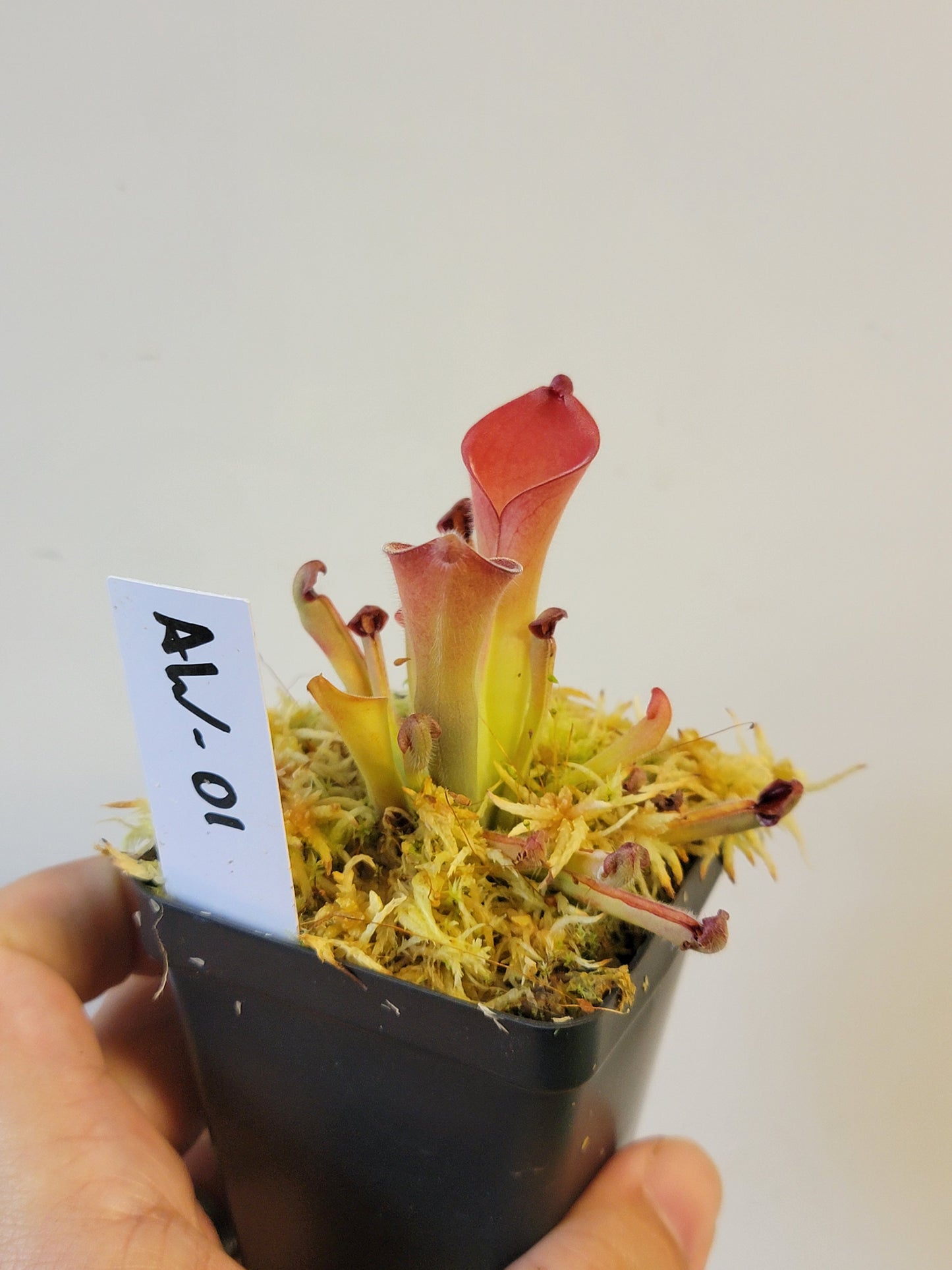 Heliamphora exappendiculata "Ewok" AW