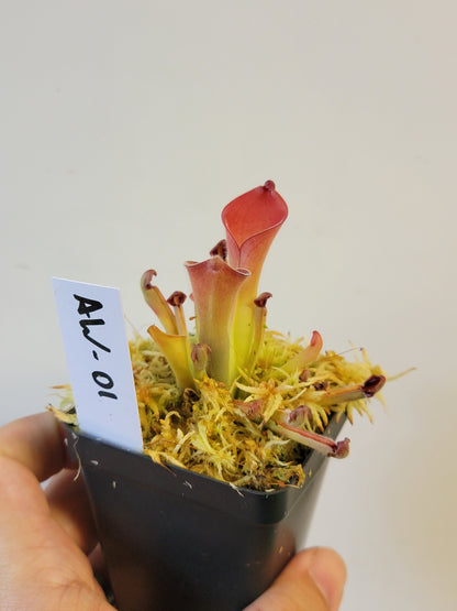 Heliamphora exappendiculata "Ewok" AW