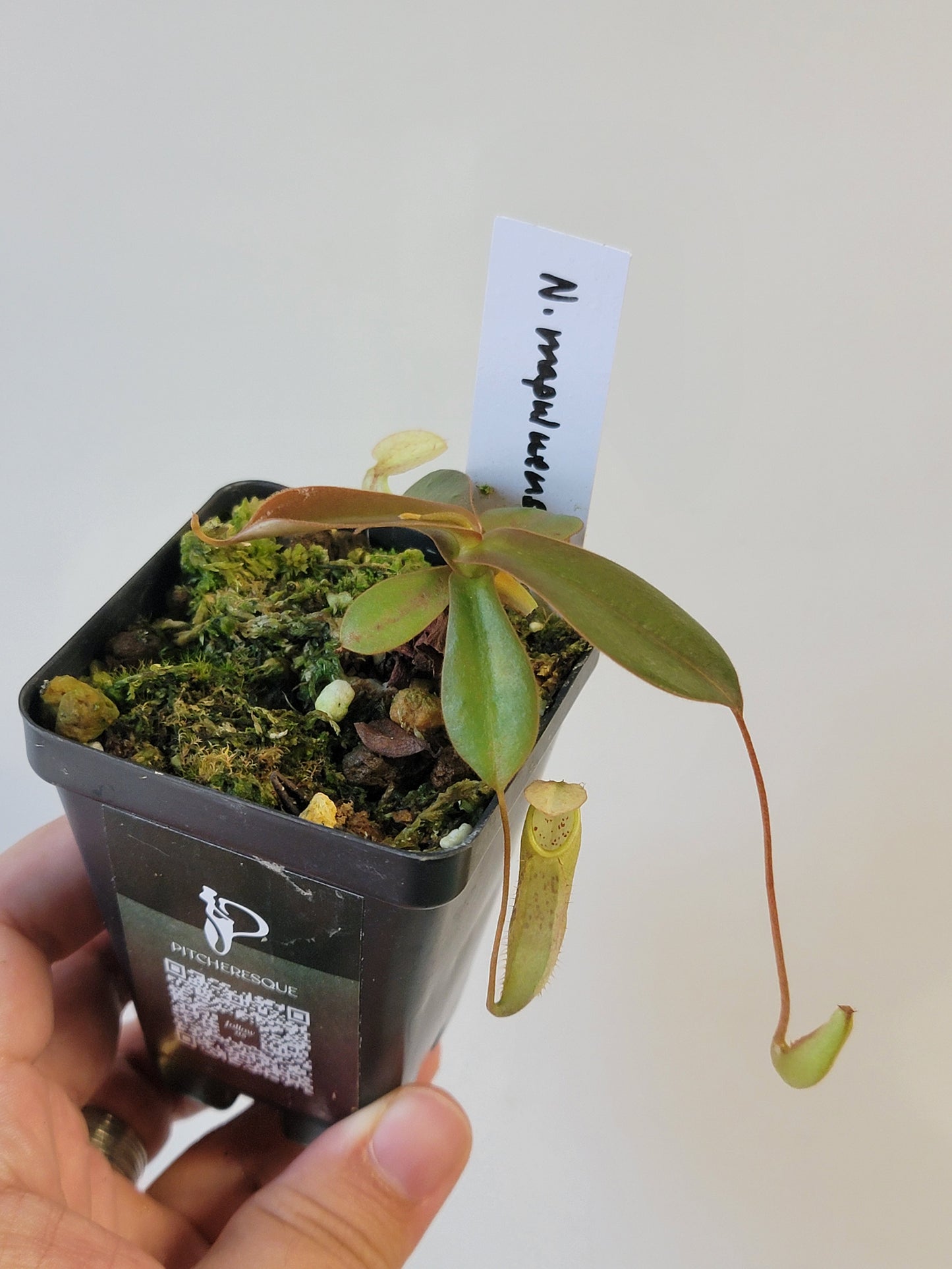 Nepenthes mapuluensis BE