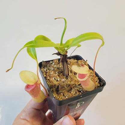 Nepenthes ventricosa 'HI clone'