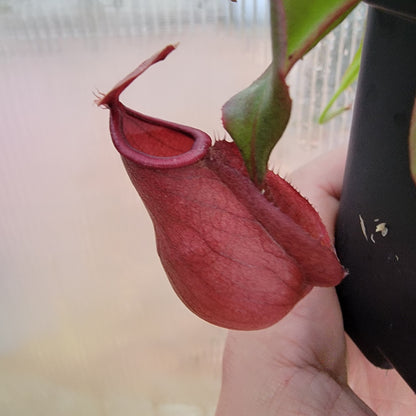 Nepenthes viking x lowii x campanulata 'Giant' PP