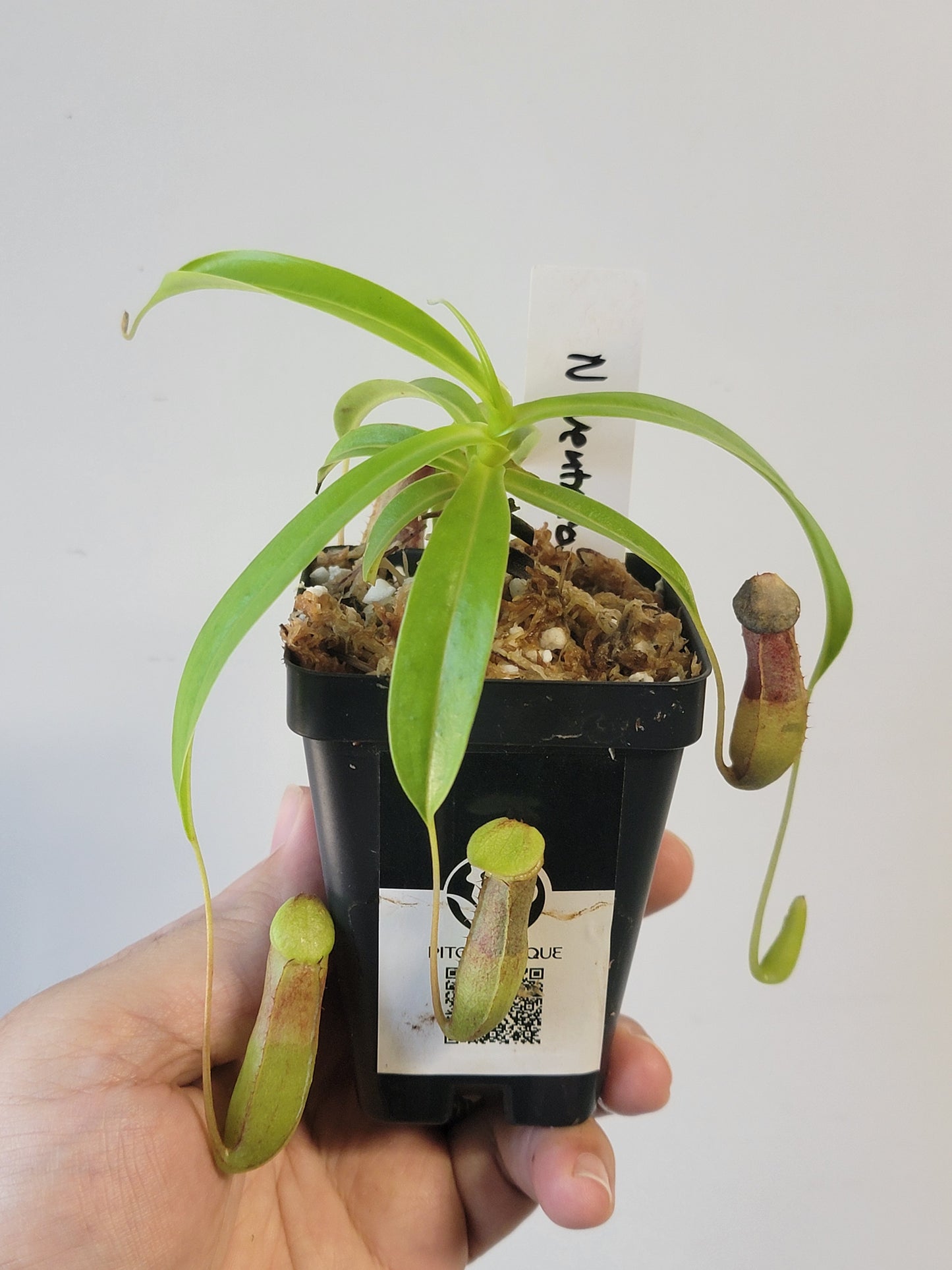 Nepenthes ventricosa 'Madja-as' BE