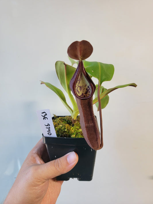 Nepenthes maxima x ramispina BE