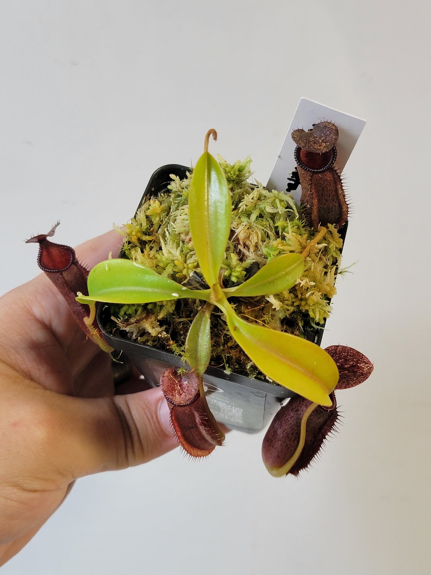 Nepenthes hamata x lowii BE