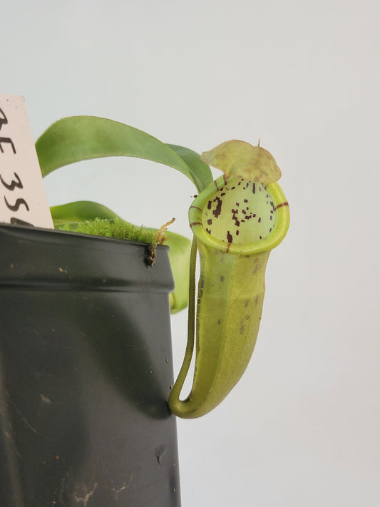 Nepenthes burbidgeae x campanulata BE