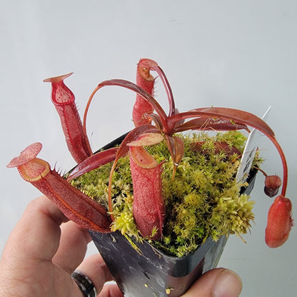 Nepenthes densiflora BE