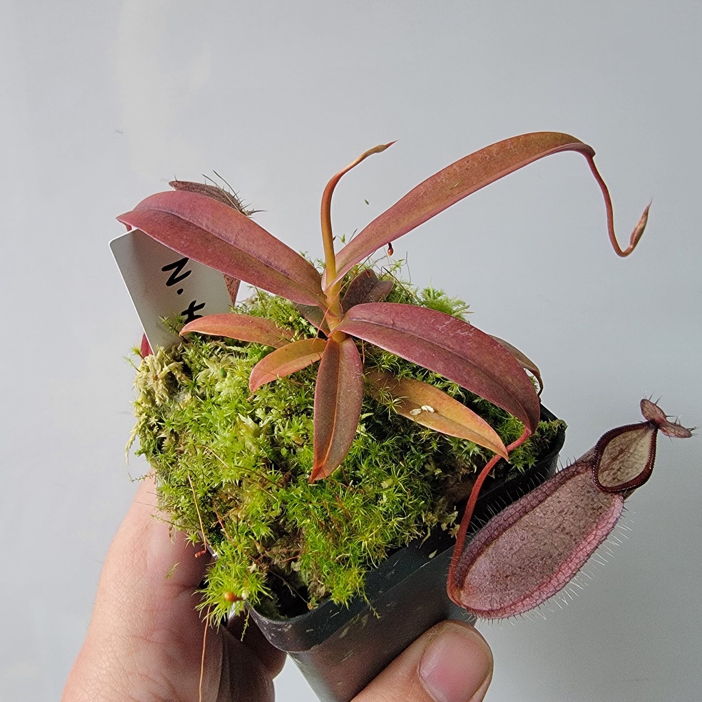 Nepenthes tentaculata BE