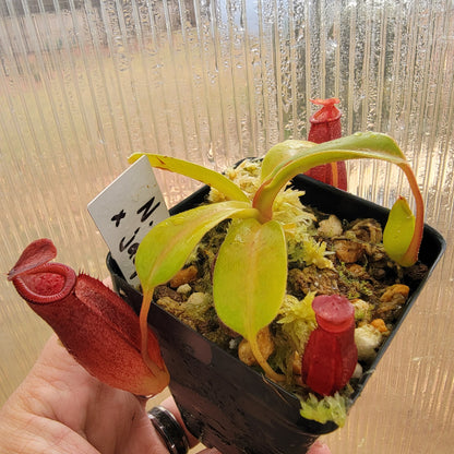 Nepenthes robcantleyi x jacquelineae BE