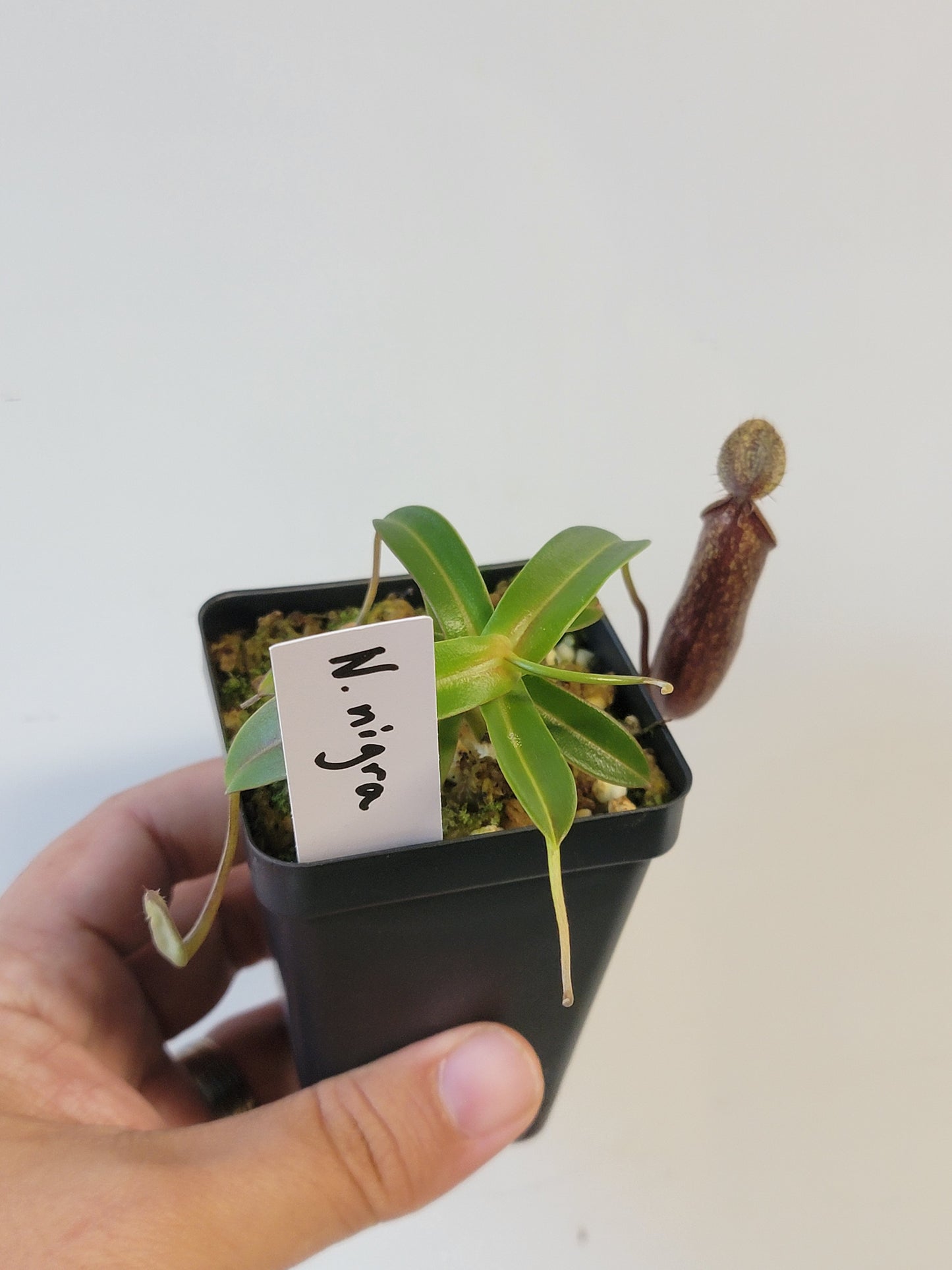 Nepenthes nigra BE