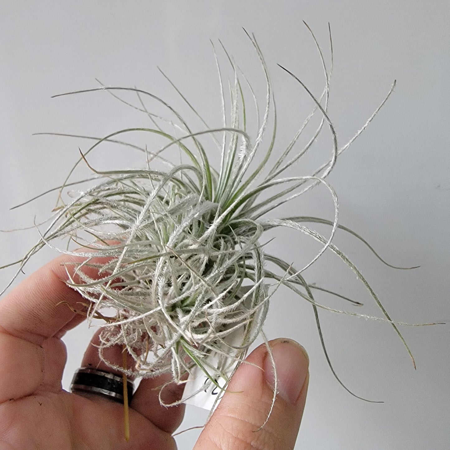 Tillandsia tectorum clump