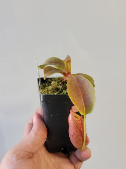 Nepenthes villosa x veitchii (gold peristome) BE