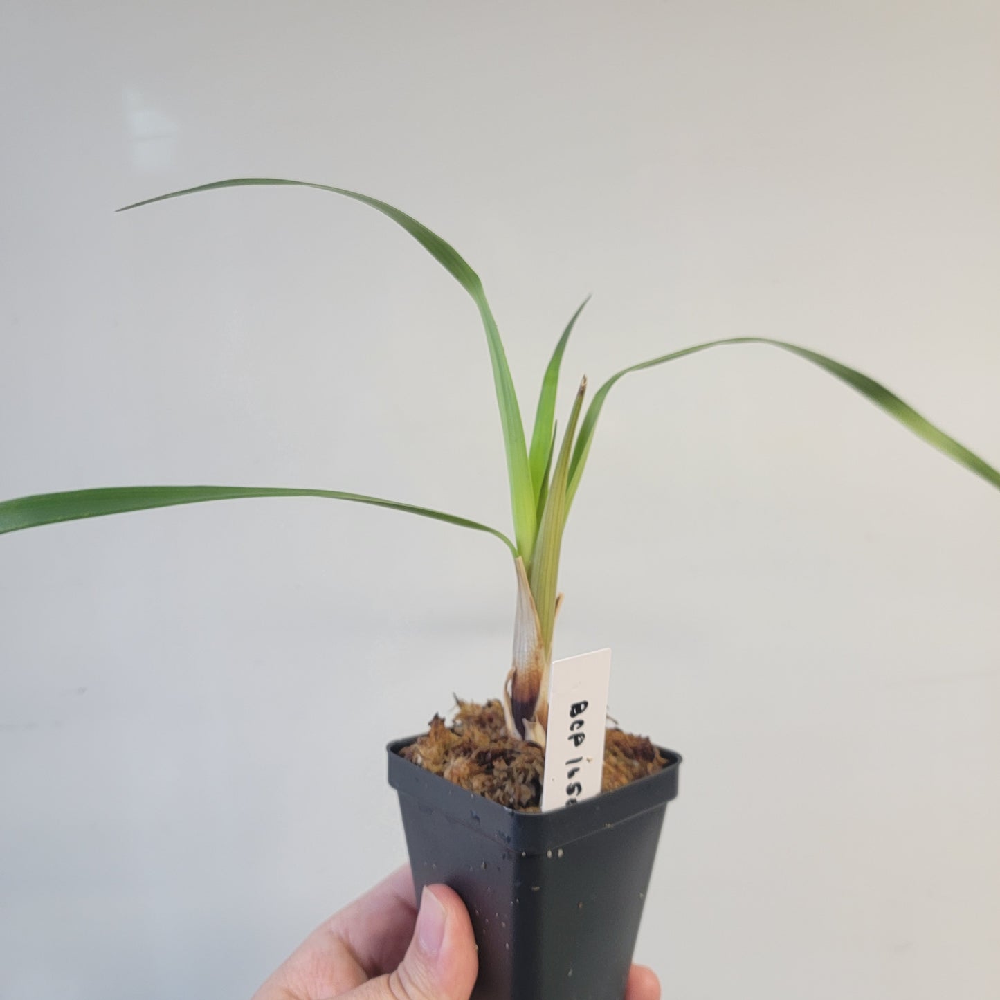 Brocchinia acuminata BCP