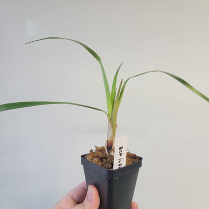 Brocchinia acuminata BCP