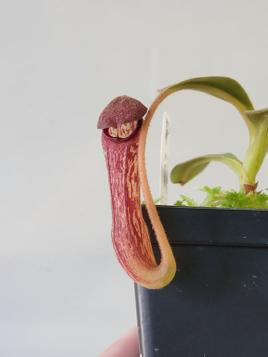 Nepenthes klossii 'True Clone' BE