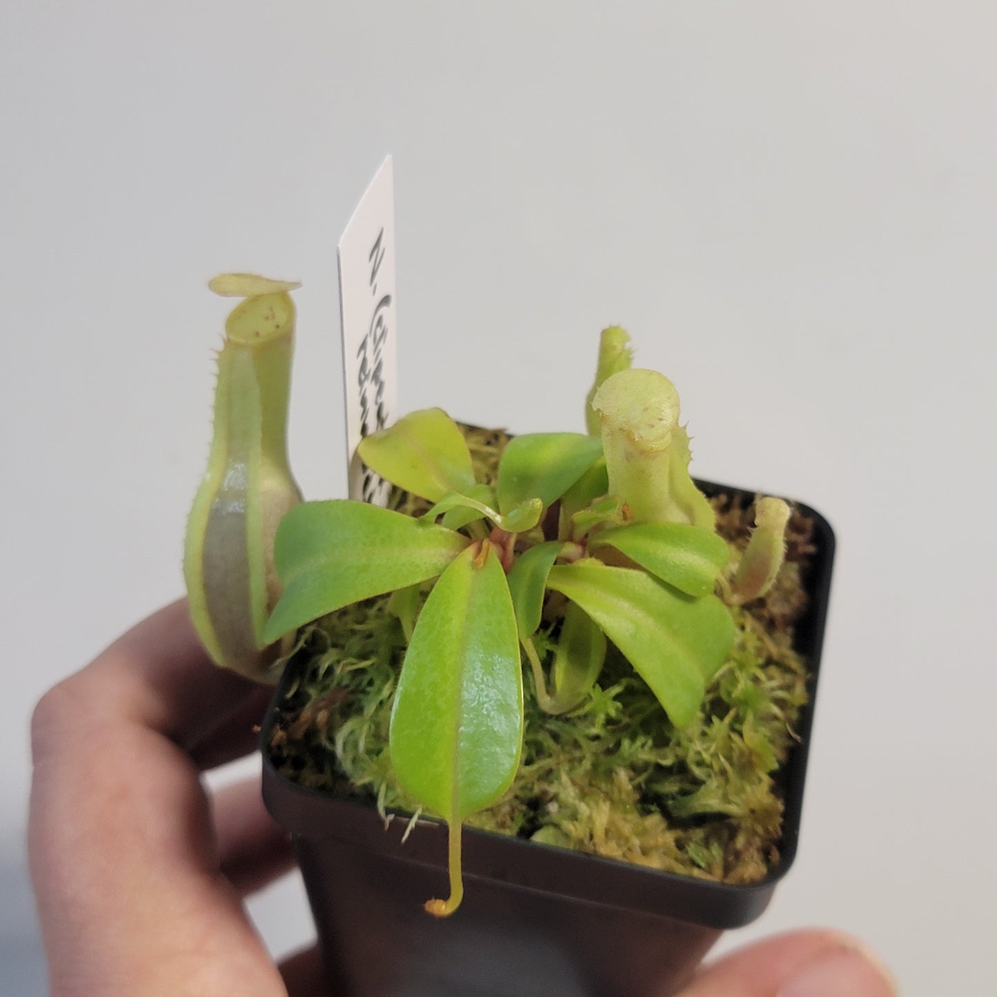 Nepenthes clipeata x reinwardtiana BCP