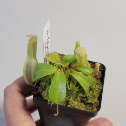 Nepenthes clipeata x reinwardtiana BCP