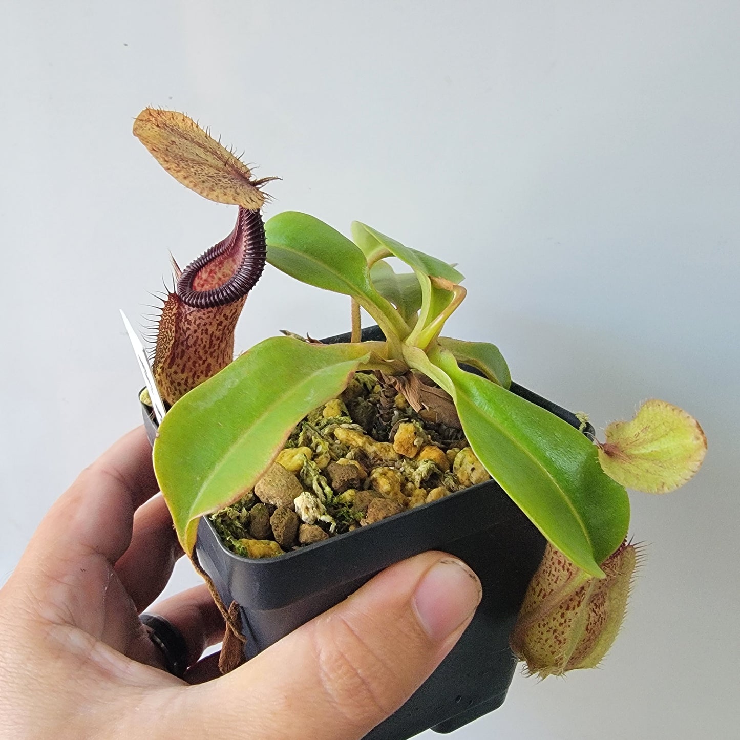 Nepenthes robcantleyi x hamata BE