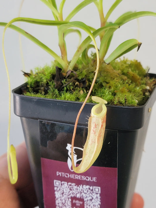Nepenthes glabrata BCP