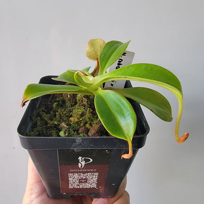 Nepenthes robcantleyi x hamata BE