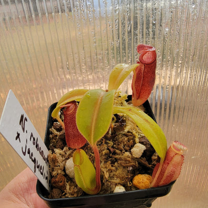 Nepenthes robcantleyi x jacquelineae BE