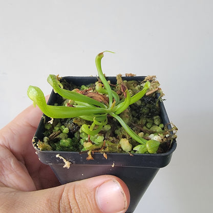 Darlingtonia californica