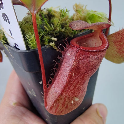 Nepenthes ventricosa x attenboroughii BE