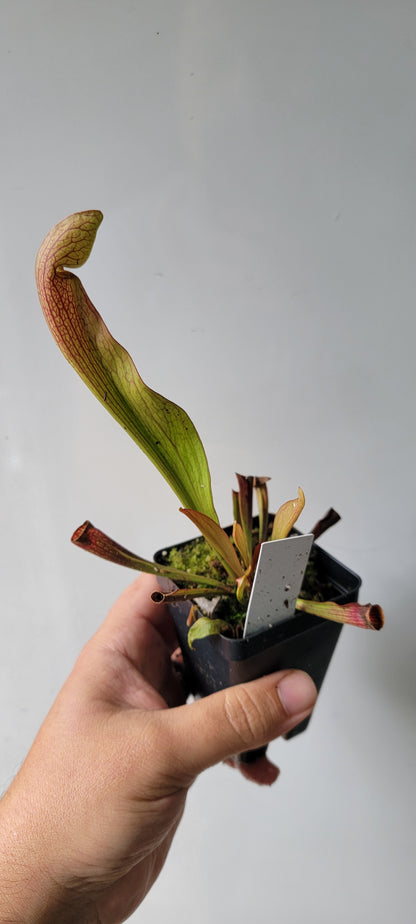 Sarracenia "Dixie Lace"