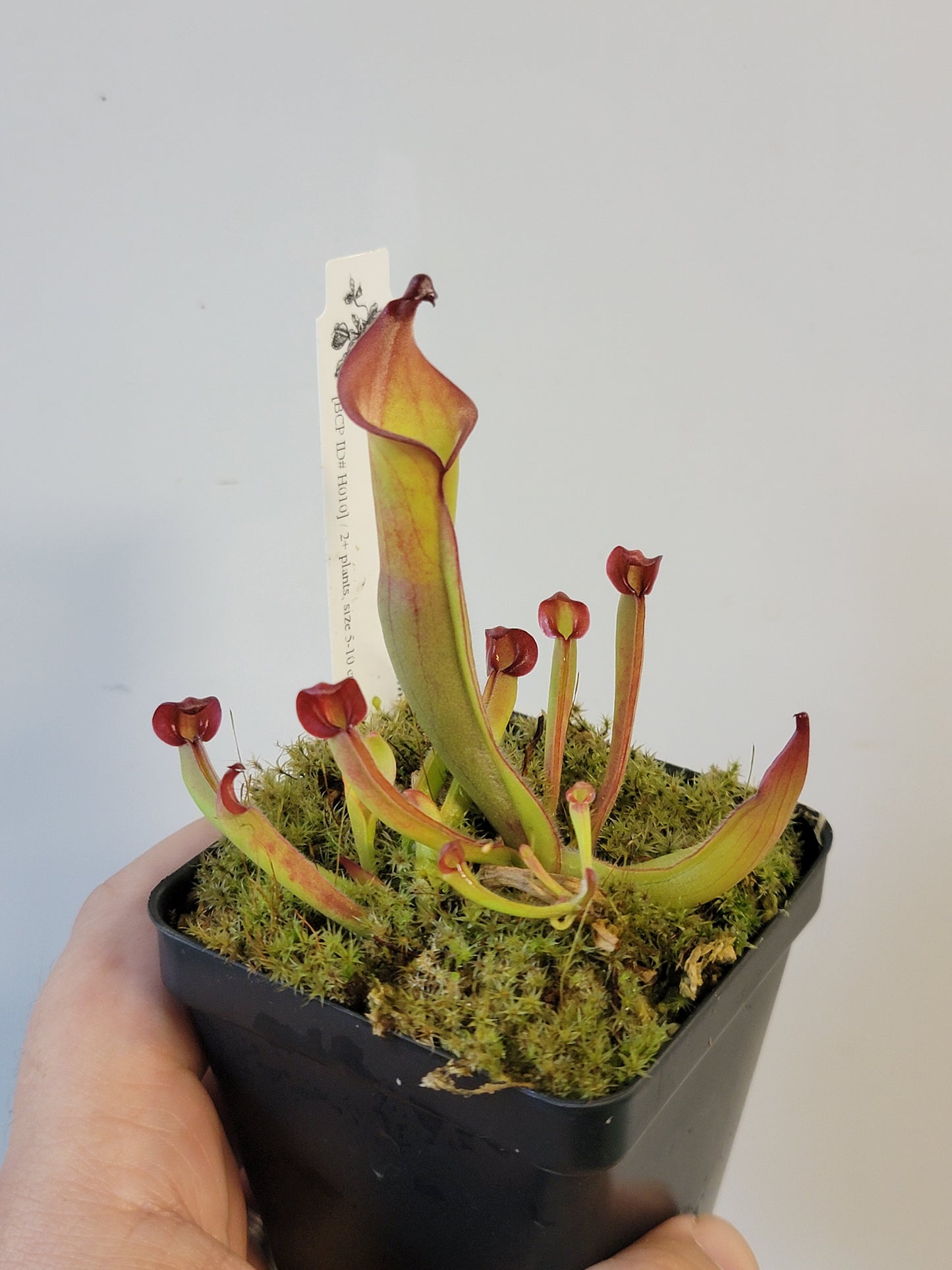 Heliamphora heterodoxa x ionasii BCP