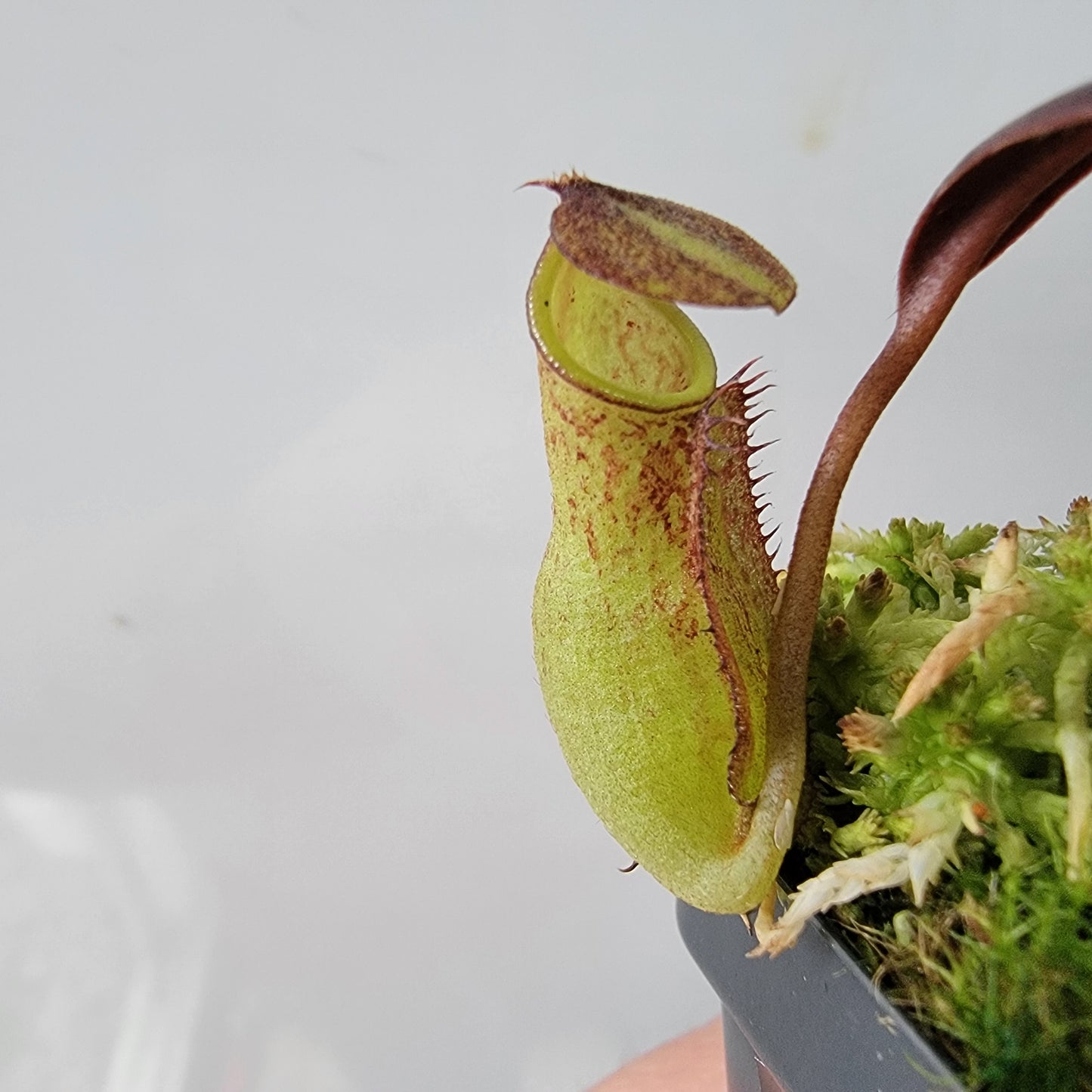 Nepenthes ceciliae BCP