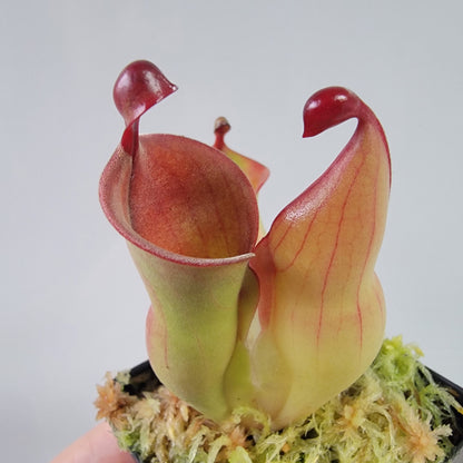 Heliamphora heterodoxa x minor