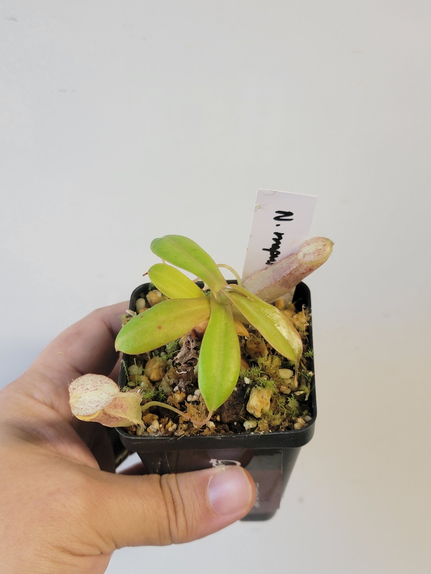 Nepenthes mapuluensis BCP