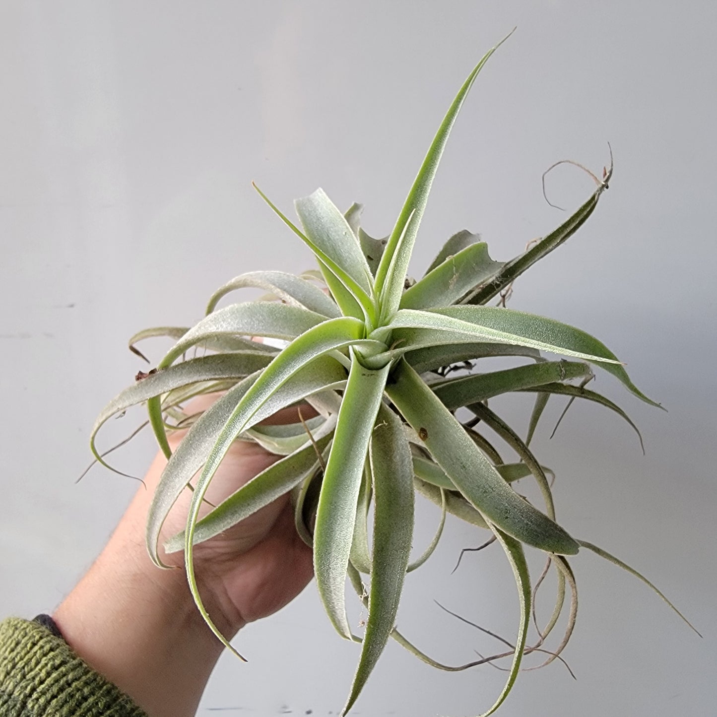 Tillandsia cacticola X