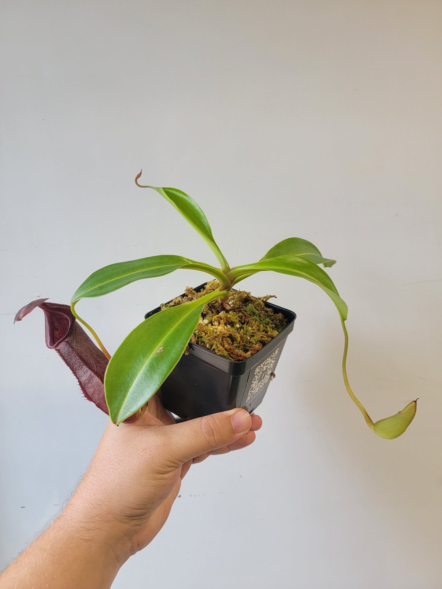 Nepenthes singalana x ventricosa x robcantleyi BE