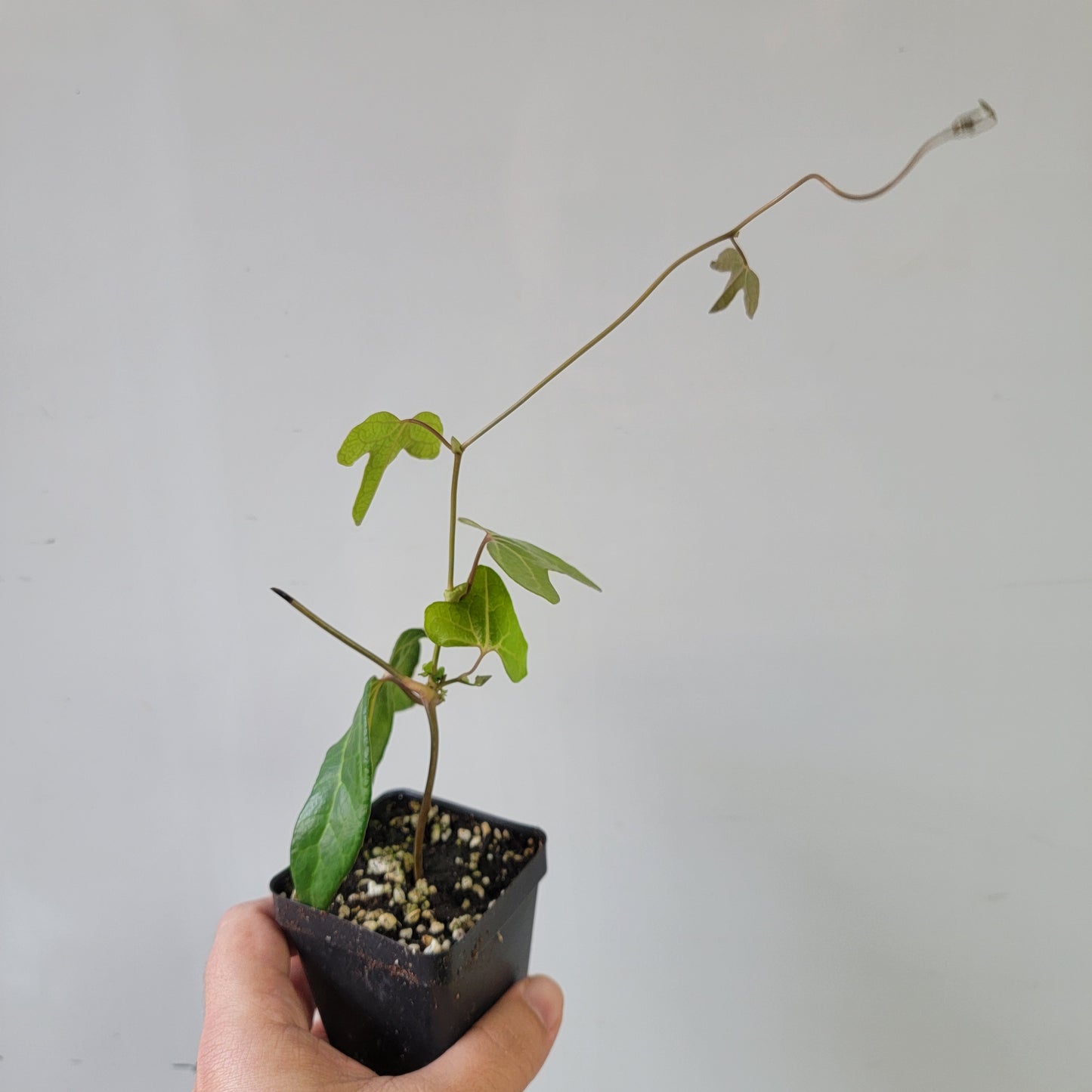 Aristolochia macroura